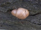 Gymnopilus luteofolius image