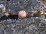 Gymnopilus luteofolius image