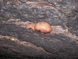 Gymnopilus luteofolius image