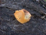 Gymnopilus luteofolius image