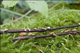 Hymenoscyphus fraxineus image