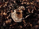 Bjerkandera adusta image