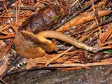 Callistosporium luteo-olivaceum image