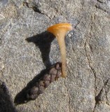 Pithya cupressina image