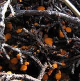 Pithya cupressina image