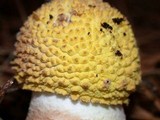 Amanita augusta image