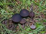 Panaeolus acuminatus image