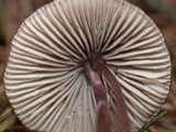Mycena purpureofusca image
