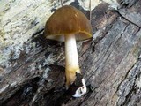 Pluteus flavofuligineus image