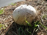 Calvatia pachydermica image