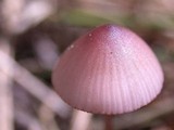 Mycena purpureofusca image