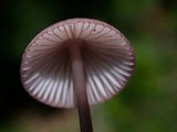 Mycena purpureofusca image
