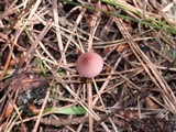 Mycena purpureofusca image
