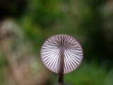 Mycena purpureofusca image