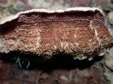 Trichaptum abietinum image