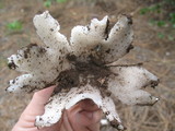Sarcosphaera coronaria image