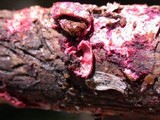 Hypomyces rosellus image