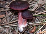 Lactarius atrobadius image