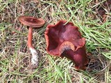 Lactarius atrobadius image