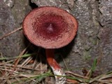 Lactarius atrobadius image