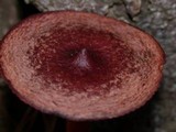 Lactarius atrobadius image