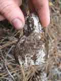 Sarcosphaera coronaria image