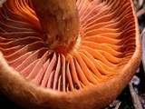 Cortinarius cinnamomeus image