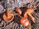 Cortinarius cinnamomeus image