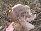 Sarcosphaera coronaria image