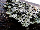 Hypogymnia physodes image