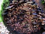 Fomitopsis cajanderi image
