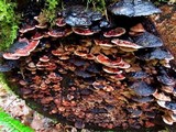 Fomitopsis cajanderi image