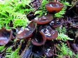 Pseudoplectania melaena image