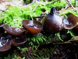 Pseudoplectania melaena image