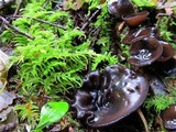 Pseudoplectania melaena image