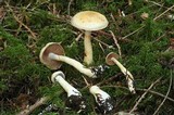 Cortinarius delibutus image