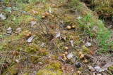 Kuehneromyces lignicola image