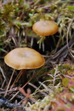 Kuehneromyces lignicola image