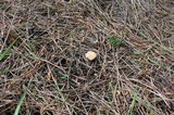 Hydnum oregonense image