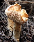 Hydnum oregonense image