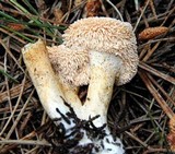 Hydnum oregonense image