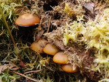 Kuehneromyces lignicola image