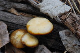 Kuehneromyces lignicola image