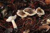 Tricholoma scalpturatum image