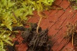 Conocybe pilosella image