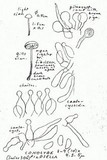 Conocybe pilosella image