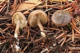 Rhodocybe aureicystidiata image