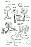 Rhodocybe aureicystidiata image