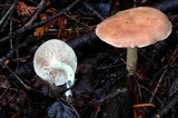 Rhodocybe nuciolens image