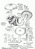 Rhodocybe nuciolens image